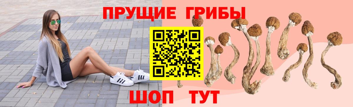 Галлюциногенные грибы Cubensis Сальск